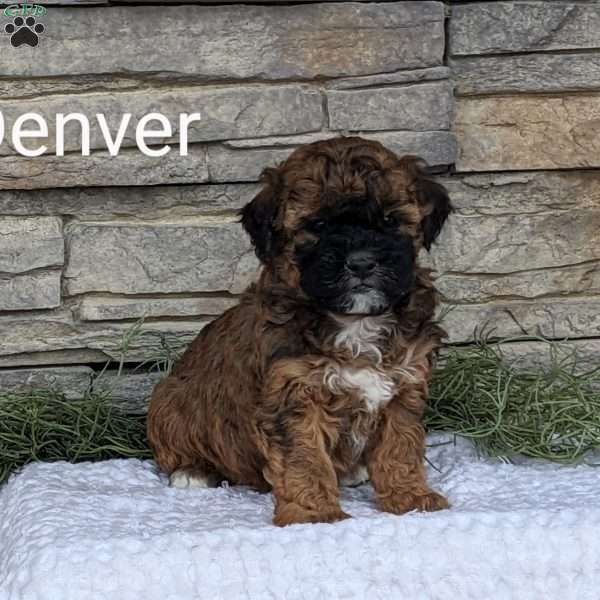 Denver, Miniature Poodle Mix Puppy